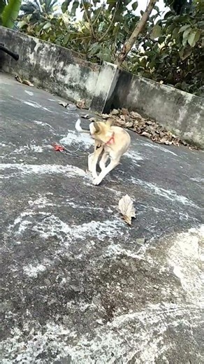 Funny moments puppies play time #subscribe #shortvideo #shorts #trending #puppies