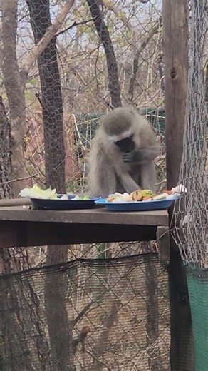 Vervet Monkey Foundation on Reels