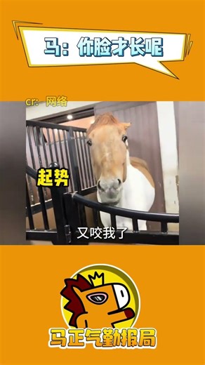 How Horses Communicate Without Words