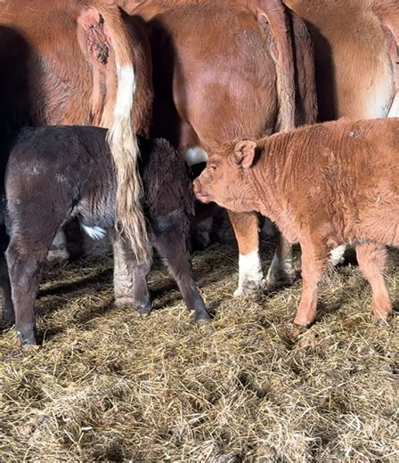 Raising Calves: Fast Growth and Care Tips
