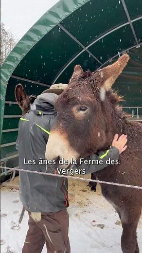 À Meyrin, les sapins de Noël sont hippotractés