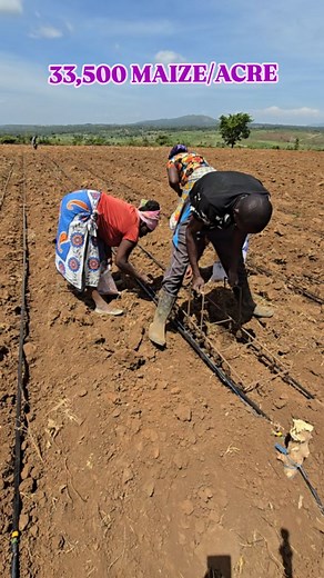 1K views · 2.6K reactions | 33,500 planter. #mkuulima #mkulima #vijanatulime #feedthenation #rewaza #rewazafarms #ras #rastafarmer #kiambufarmers #kiambu #rewazaEd #rewazaKiambu #rewazamachakos #malaa #ngoliba #tusomenarewaza #rewazaforyou #rewazaed #rewazaeducation #itendswithus | Rewaza farms | Facebook
