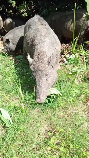 animals pig behavior