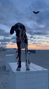 Batman is looking for Robbin. Anyone know where he is? #Greatdane #danesofinstagram #dogs #dogsofinstagram #pets #petsofinstagram #gr8danearchie #dogmom #danemom #greatdaneproblem #greatdanelife #dogdaily #dogvideos #funnydogvideos #dogreels #giantdoglife #giantdogproblems #miamibeach #miami #beachlife #deutschedogge | Archie the Great Dane