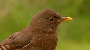 Vine House Farm - How to attract birds to your garden