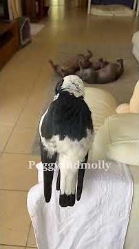 The Australian magpie who barks more than my dog