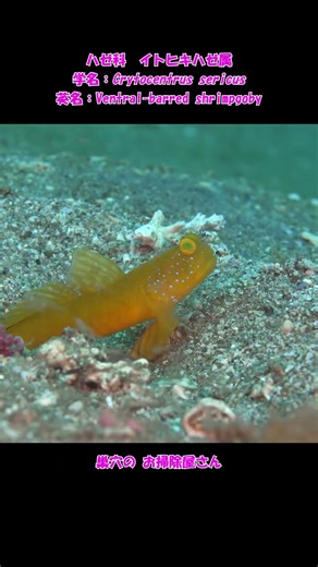 フタホシタカノハハゼ #shorts @diverbingo