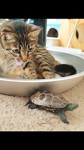 Shocking_ Dancing Turtle | Yfyio