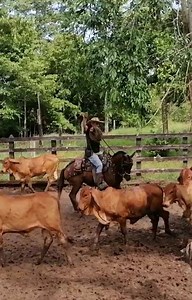 3.5M views · 22K reactions | Debemos tener en cuenta que animales de...