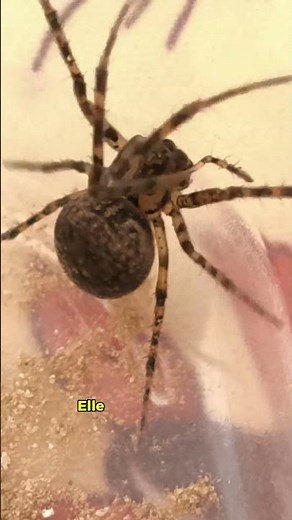 Ferais-tu une bonne araignée ? 🕷️🍕