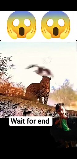 �eagle vs falcon tha one time Falcon fails#trending #animals #wildlife#falcon #eagle #shorts #video | Buddhsagar jacky