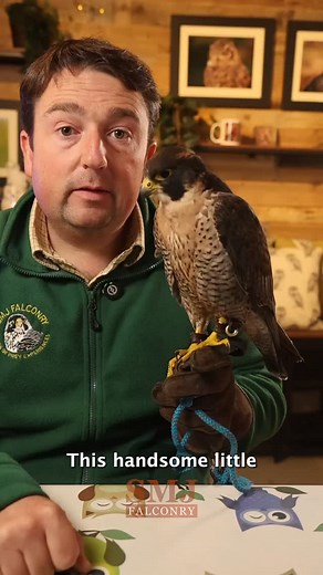 29K views · 6.7K reactions | Meet Eric the Peregrine falcon, he's our fastest flying bird at SMJ Falconry #fastestanimal #peregrine #falcon #falconry #birdsofprey | SMJ Falconry | Facebook