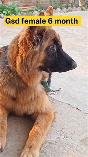 Gsd Female 6 Months Bigg Head 🙂‍↕️ #dog #petshub #pets #puppy #animals #gsd