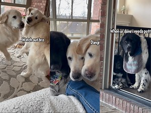 327K views · 31K reactions | I told you that the sassy catto doesn't like us  | Charlie The Golden | Facebook