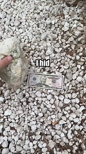 Will People Follow a Laser Pointer to Money 👀 #fundraiser #funnyreels #funny #funnymemes #troll #tropicalvibes #trend #troutfishing #Troy #TRF #Trojans #reelsfypシ #RRSS #reelsfb #reelsvideo #usa #usareels #reelsfypシ #fypシ゚viralシ #types #comedy #funny #enjoy #everyone #explorepageready #fun | Kevin Valero