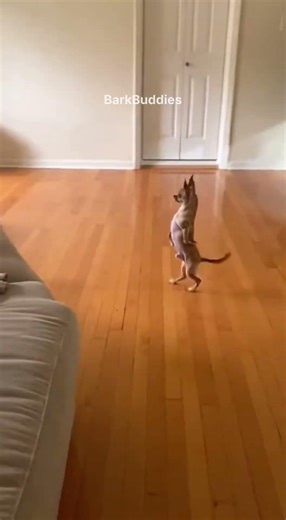 Dog Copies Weird Behavior 😂 #funny #dog #funnyanimals #funnydogs #pets #shortsfeed #viralshort