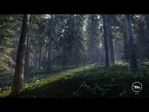 ハイイロオオカミのG1狙いながらのんびり狩り！【theHunter call of the Wild 】