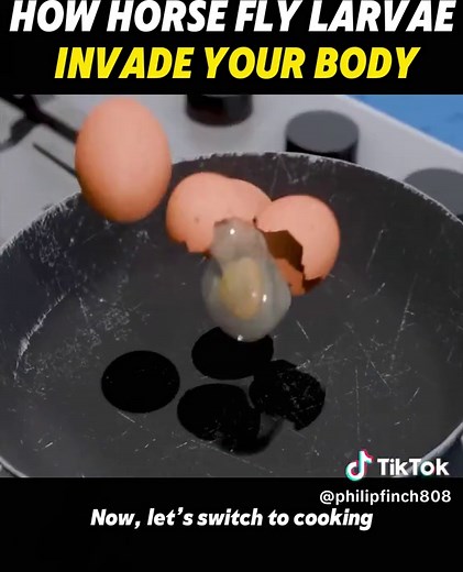 How horse fly larvae invade your body #sciencetok #amercia #fyp #larvae #life