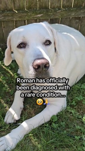 Any advice for this rare condition? #englishlabrador #whitelab #whitelabrador #lab #labrador #labradorretriever #bestfriend #englishlab #justagirlandherdog #bestie #agirlandherdog #labsofinsta #dogsofinsta #unconditionallove #obsessed #ilovehim #mybff #myson #englishlabsofinsta #labradorlover #labradorlife #lablife #retriever #labradorsofinsta #bestie #retrieversofinsta | Roman the English Lab
