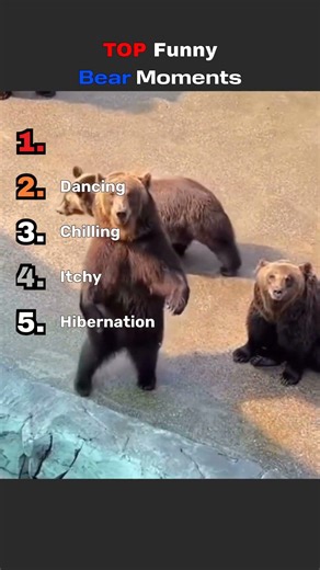 TOP Funny Bear Moments#compilation #meme #foryоu #fy #Capcut #fail #hilarious #foruyou #bear #animal