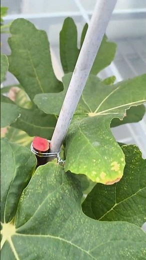 The Growth Journey of Fig Trees: The Joy of Planting | Episode 3071