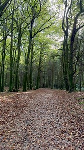 Magical Forest Ireland🇮🇪☘️ #ireland #forest #naturelovers #reelsviralfb #irish #reelitfeelit #calming | Hashel Thilanka