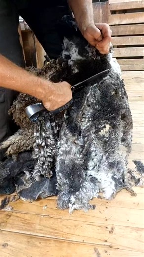 Check out this crazy fleece. This merino ewe has obviously been shifted between pastures with different mineral levels causing bands in the wool fibre. #wool #shearing #naturalfibers #sheep #satisfying #shearingiscaring #bladeshearing #traditionalskills #merino #merinowool | Allan the Shearer