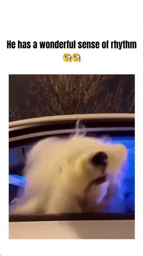 Old English Sheepdog Vibing to Music 🐶🎶 | Perfect Beat Sync