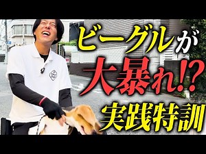 【実践】ビーグルが大暴れ!?散歩の引っ張り吠え拾い食いをトレーニングで解決します！