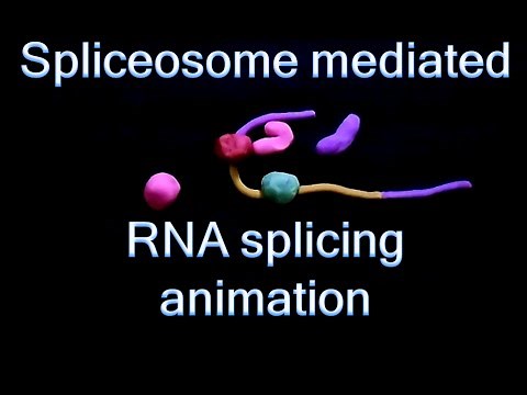 RNA splicing | spliceosome mediated splicing
