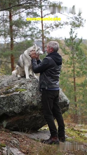 🔥 The Powerful Communication of Wolves 🐺 |WEAREWILD| #shorts