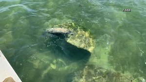 3M views · 4.2K reactions | BABY MANATEE RESCUE: This small orphaned manatee was found off Islamorada. Full story: https://bit.ly/3caiWpS | WFLA News Channel 8 | Facebook