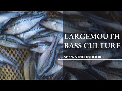 Largemouth Bass Spawning and Egg Incubation