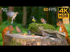 Cat TV for Cats to Watch 😺🐦 The Cutest Birds and Red Squirrels 🐿 Cat Games 4K HDR