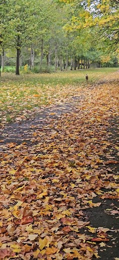 Barney and Grace | Pawprints Dog Walking