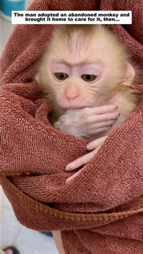 The man adopted an abandoned monkey and brought it home to care for it, then...