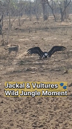 Jackal vs Vultures 🐾⚔️ Who Wins the Fight?#pannatigerreserve