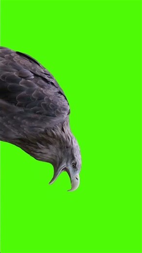 Eagle hawk falcon free stock video Free 4K green screen Short #shorts #short #eagles #birds