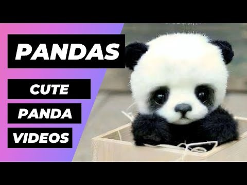 The Cutest Baby Pandas In The World 🔴 1 Minute Animals
