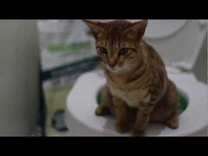 Kitten Peeing Sounds Adorable!