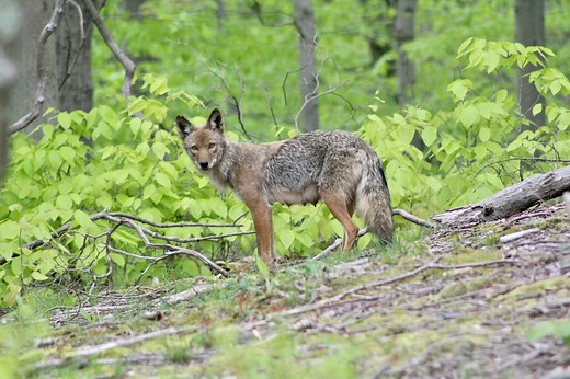 Is that a coywolf or a coyote? Scientists settle the dispute