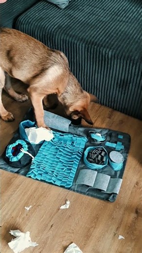 ⚠️MALINOIS⚠️-SNOOPING👃🏻-RUG (trailer) #shorts