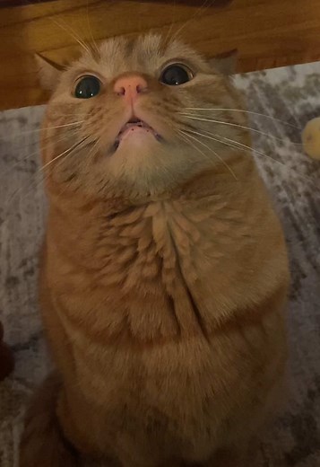 Understanding Orange Cat Behavior and Habits