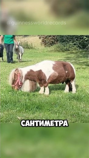 Самый МАЛЕНЬКИЙ конь в мире! Миниатюрный конь Пумукель
