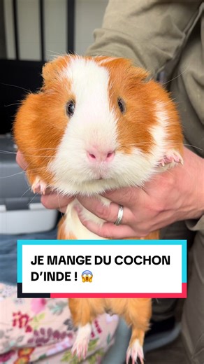 Il est vraiment énorme, ce cochon d’Inde ! 😱 #animaux #sauvetageanimaux #cui #cochondinde #cuy