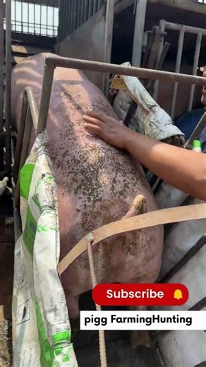 I Moved a Pig from a Truck to a Farm and SURVIVED | For Education Purpose Only