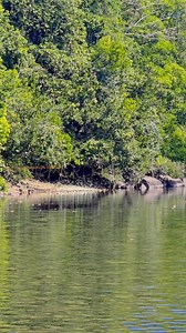 113 reactions · 6 comments | Butterfly mud puddling @Aralam wildlife sanctuary | Vijayakumar Blathur | Facebook