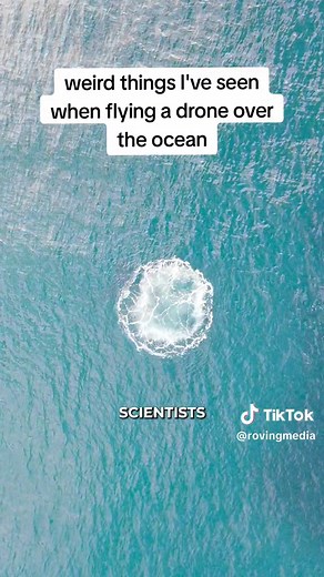 Mysterious Bloop in the Ocean: Giant Squids or New Species?