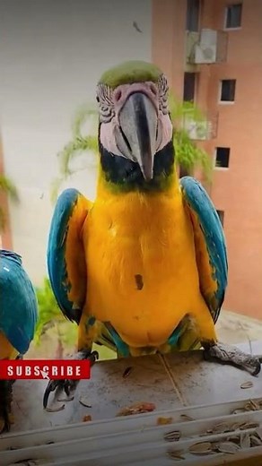 macaw parrot sounds talking macaw
