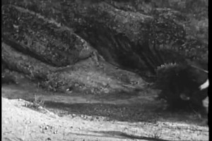 Rear view of man falling off galloping horse, 1940s.